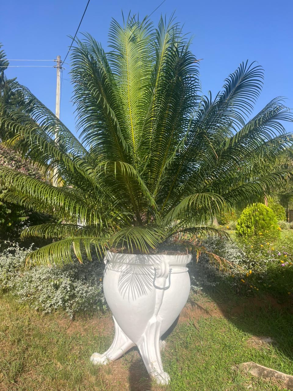 Large white clawed urn planter with a palm