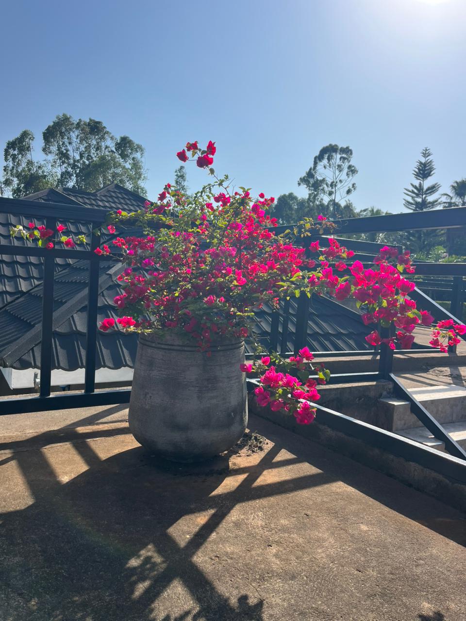 Tall stone-textured cylinder planter with bougainvillea