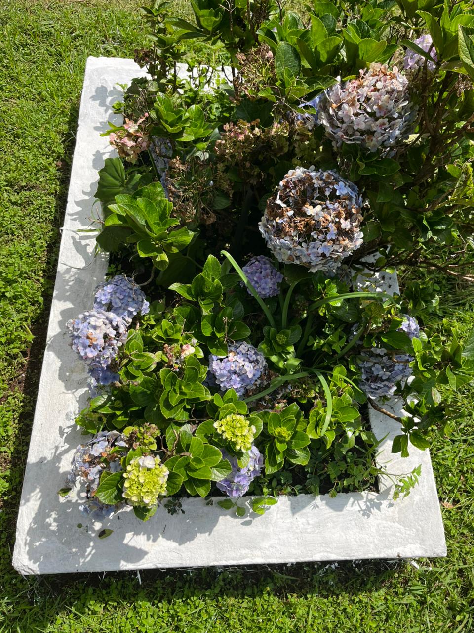 Raised white rectangular planter with hydrangeas