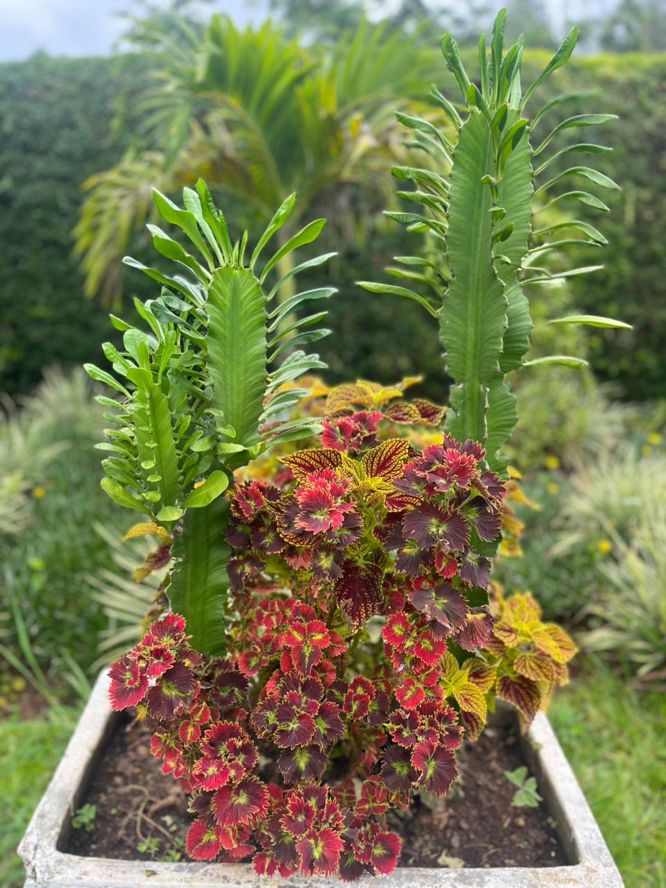 Square stone planter with mixed foliage