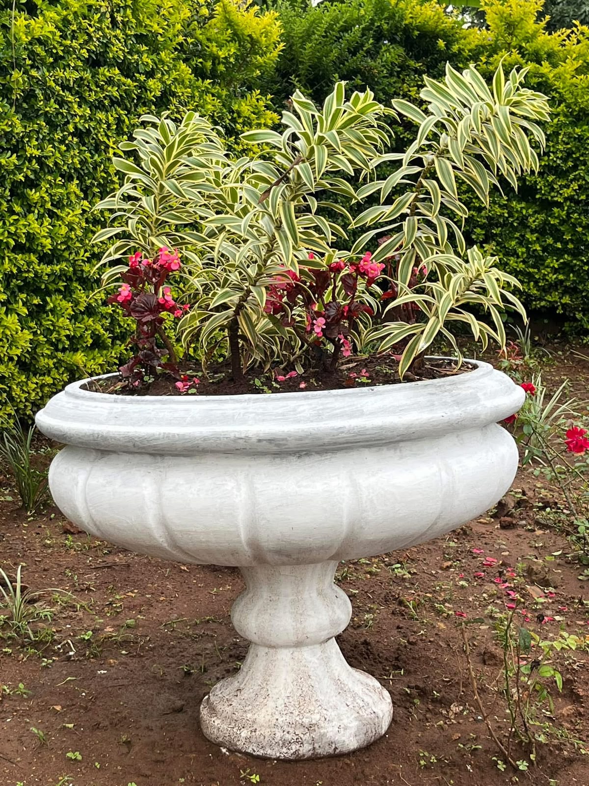 Wide fluted oval bowl planter on a pedestal, planted with variegated dracaena and begonia