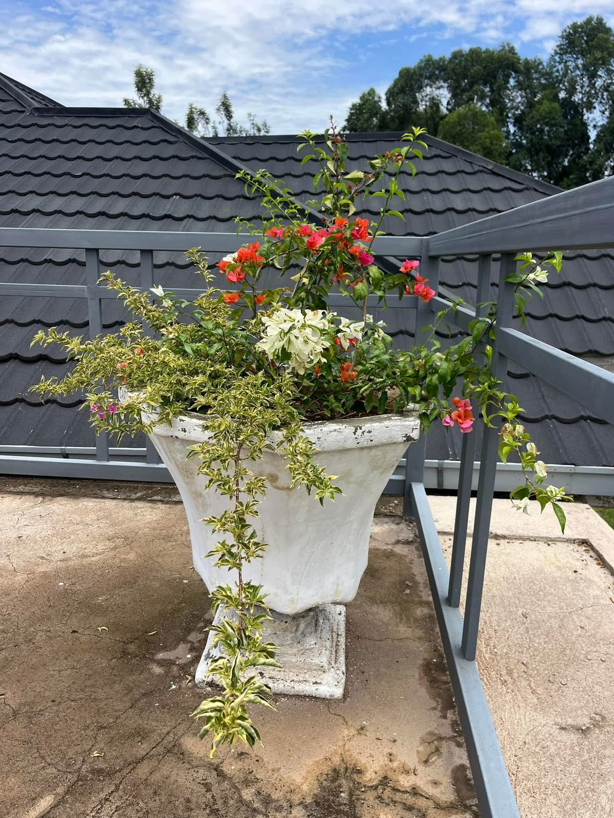 Tapered square planter on a pedestal base with trailing foliage and bougainvillea