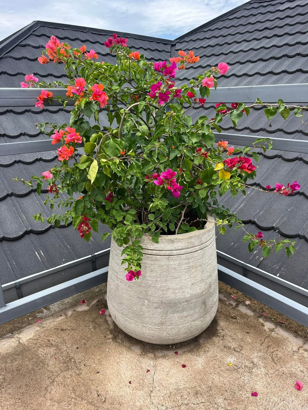 Large round stone-textured barrel planter with a full bougainvillea shrub
