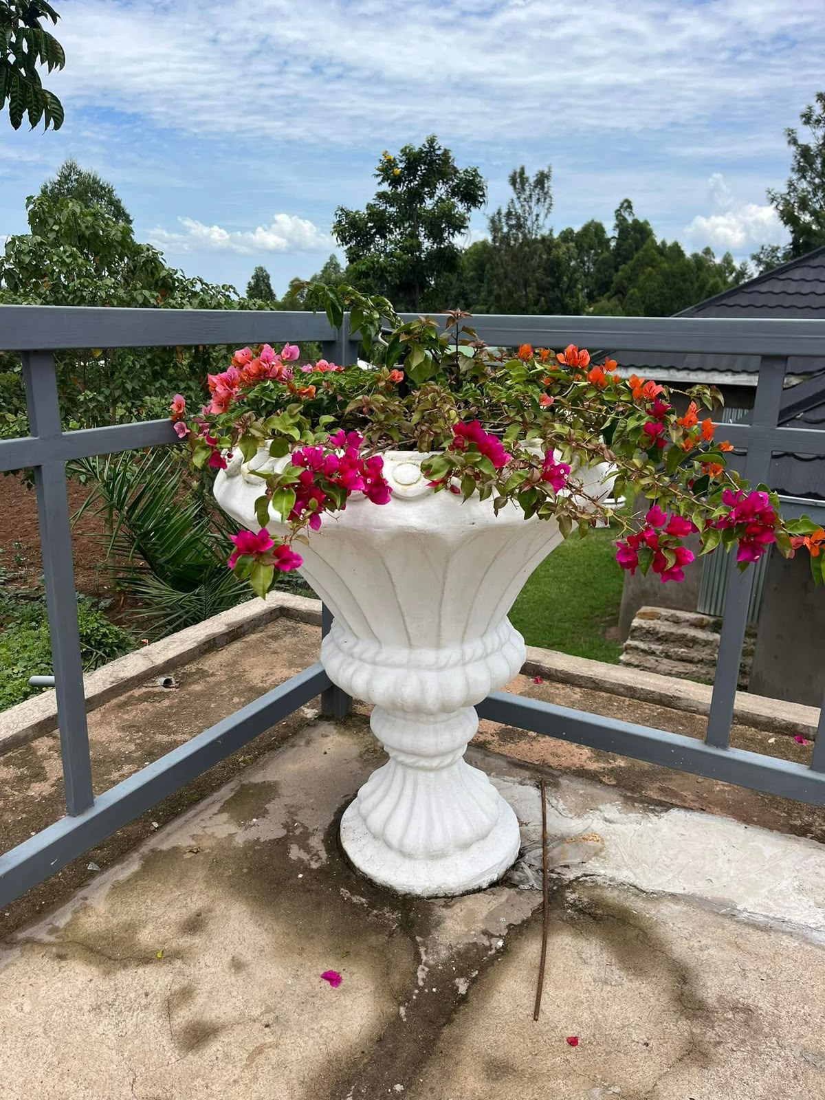 Fluted pedestal urn planter spilling over with bougainvillea on a terrace corner