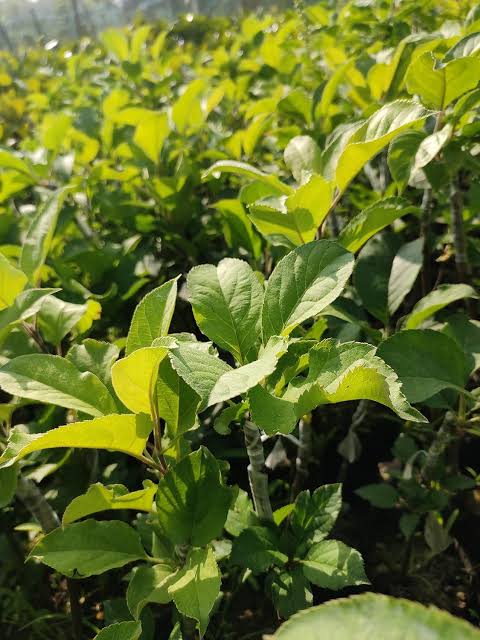 Apple seedling foliage in a nursery bed