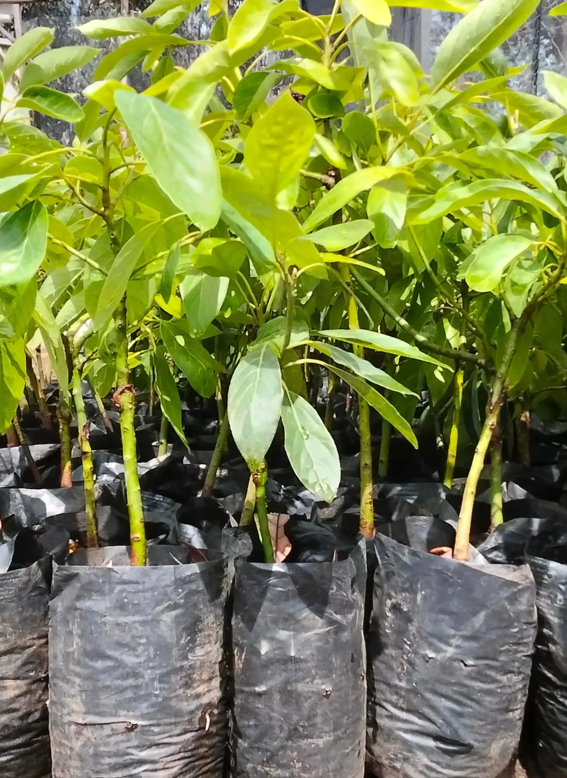 Avocado seedlings in a nursery bed
