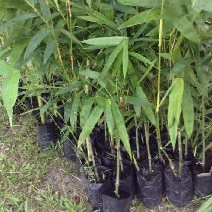 Bamboo seedlings in polybags