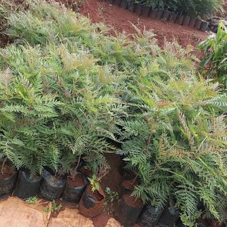 Grevillea seedlings in a nursery row