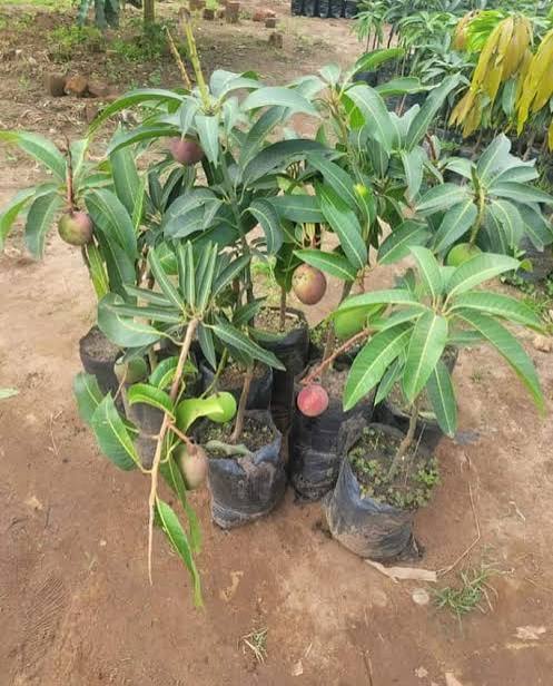 Mango seedling with young fruit