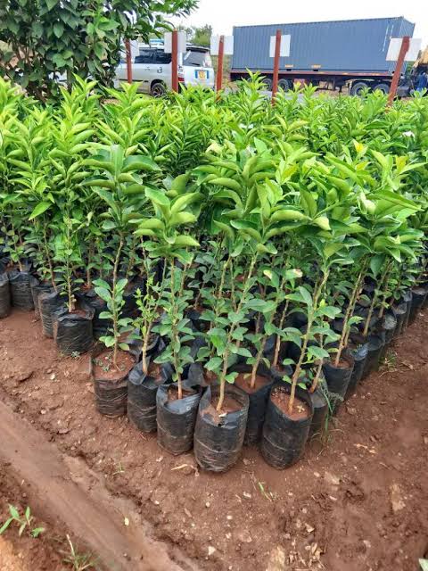 Orange citrus seedlings in rows