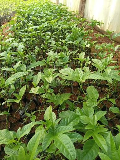 Passion fruit seedlings in a nursery bed