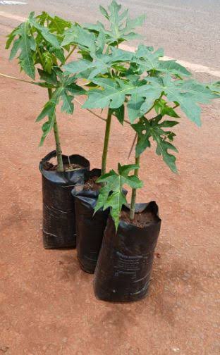 Pawpaw seedlings in polybags